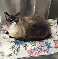 BOOTS — thumbnail 4