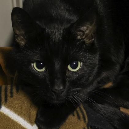 Big, Adoptable, Adult Male Domestic Short Hair & Domestic Short Hair.