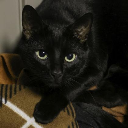 Big, a Adoptable mixed breed in Madison, WI image 2/3