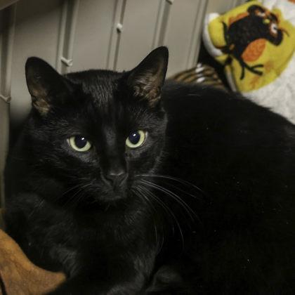 Big, a Adoptable mixed breed in Madison, WI image 3/3