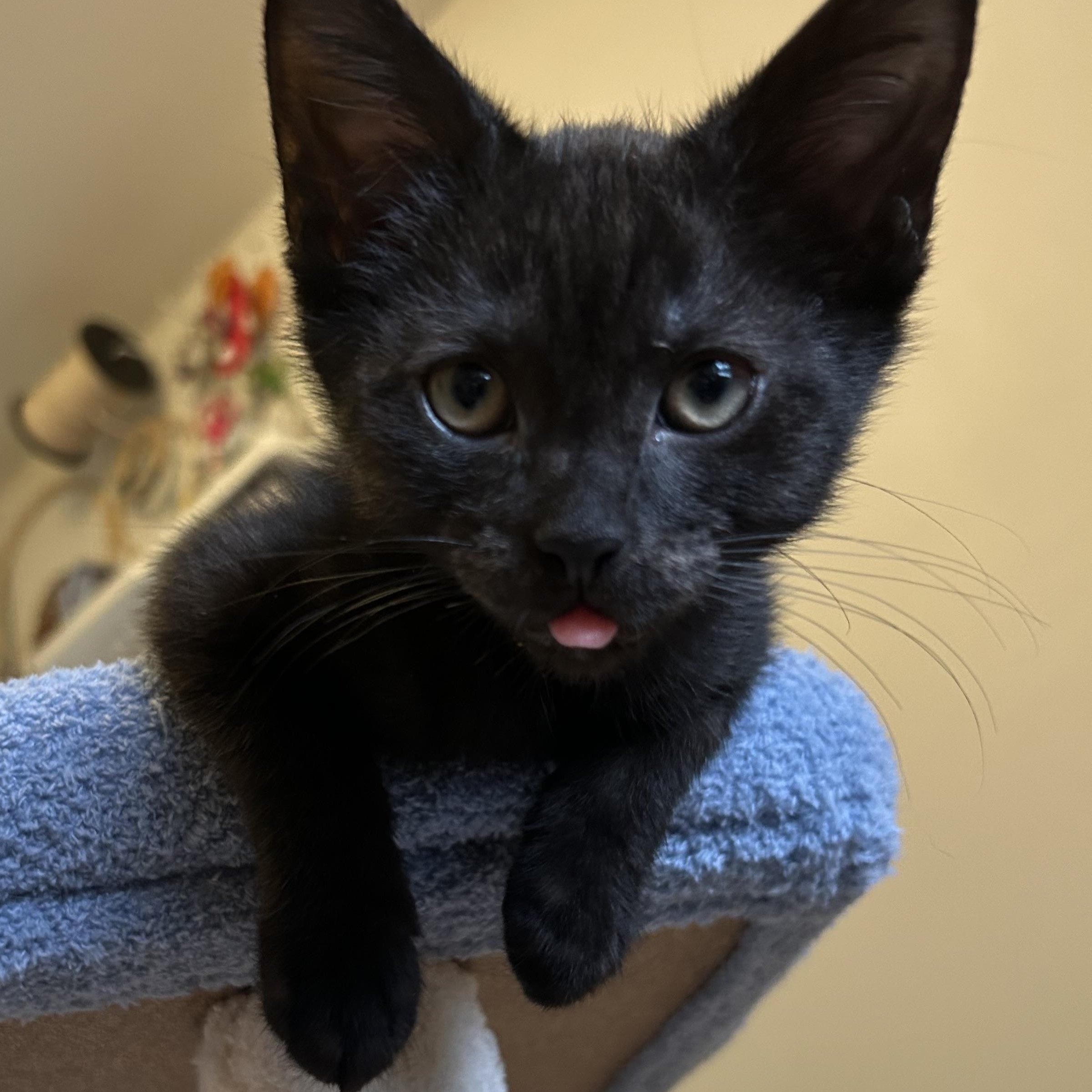 Grimsvotn, a Adoptable Domestic Short Hair in Alexandria, VA image 3/6
