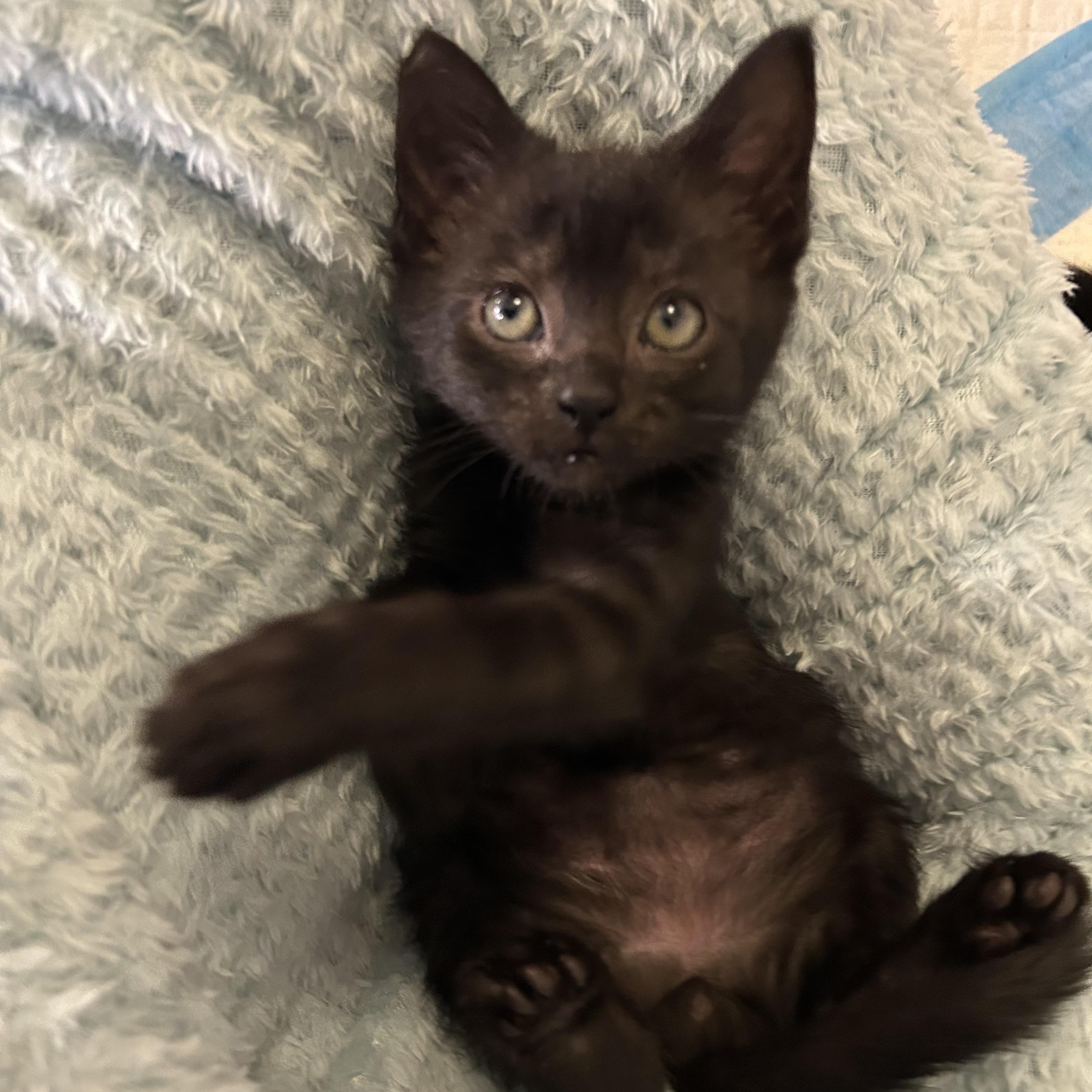 Grimsvotn, Adoptable, Kitten Male Domestic Short Hair.