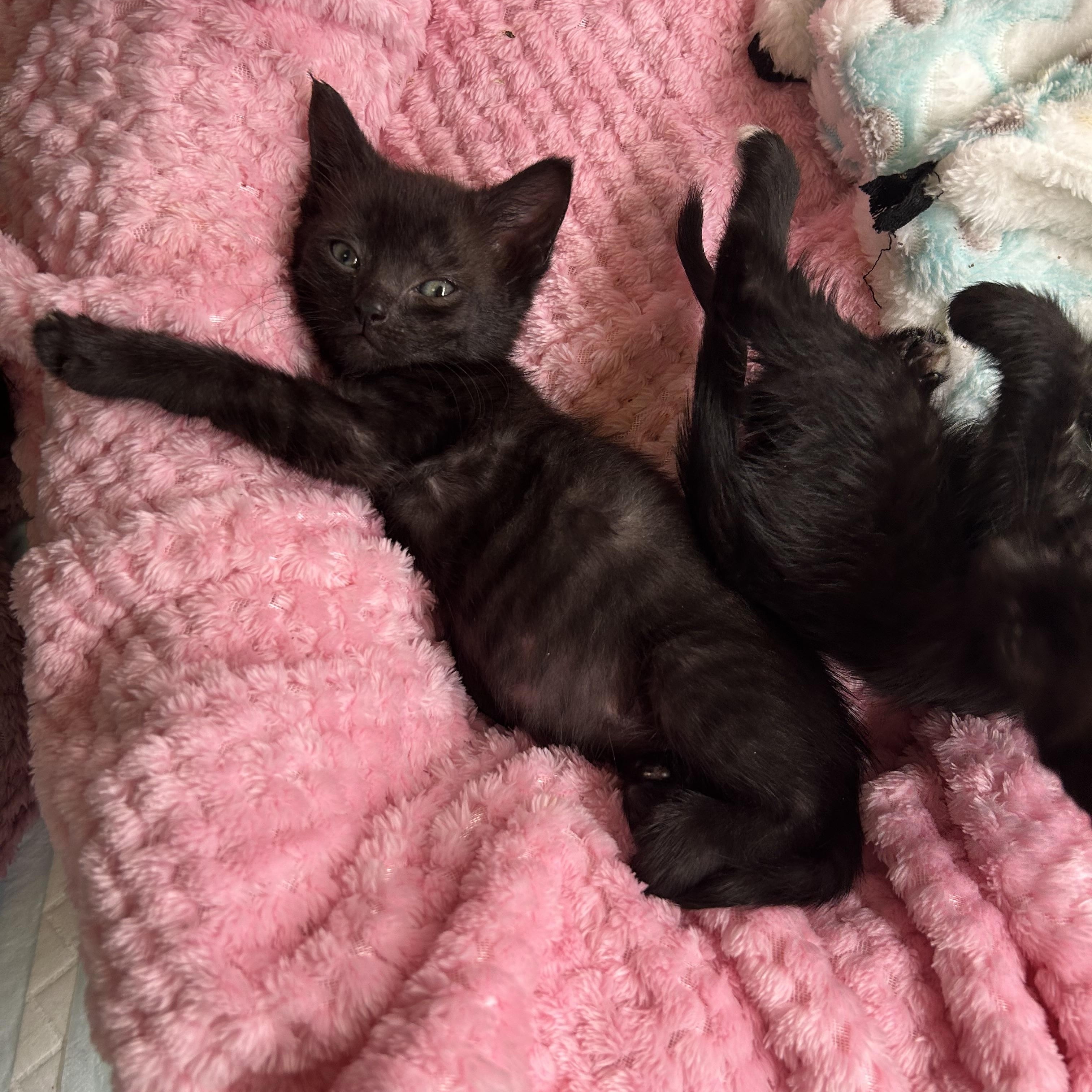 Grimsvotn, a Adoptable Domestic Short Hair in Alexandria, VA image 5/6