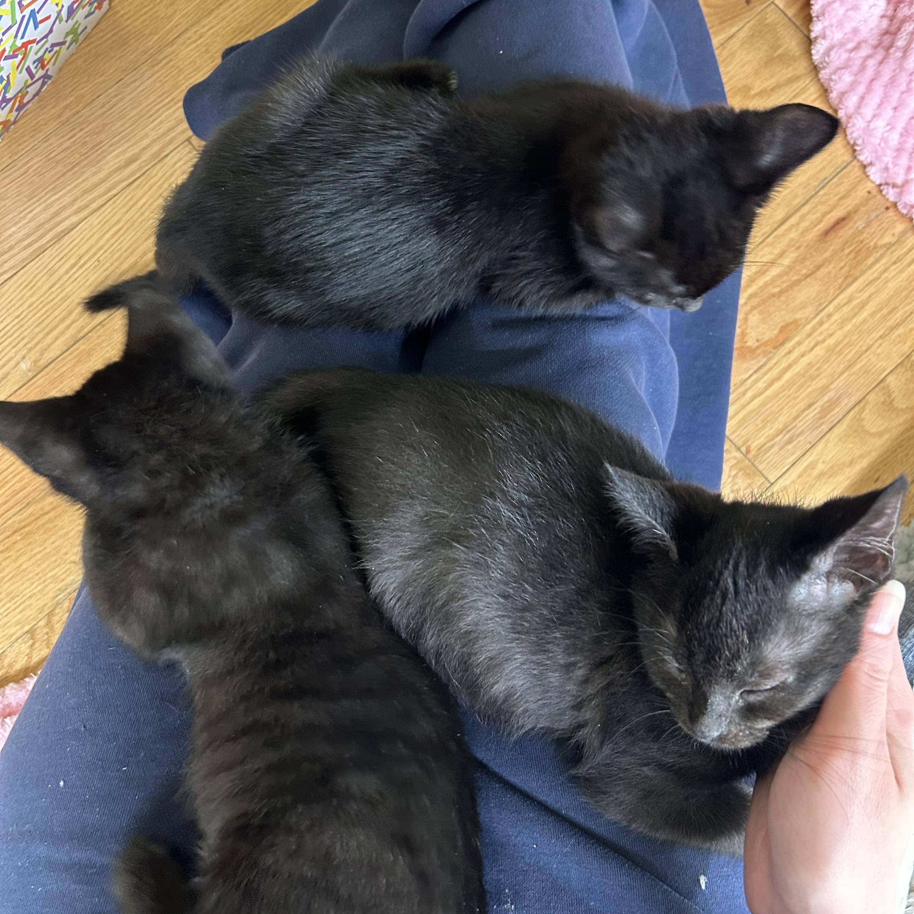 Grimsvotn, a Adoptable Domestic Short Hair in Alexandria, VA image 6/6
