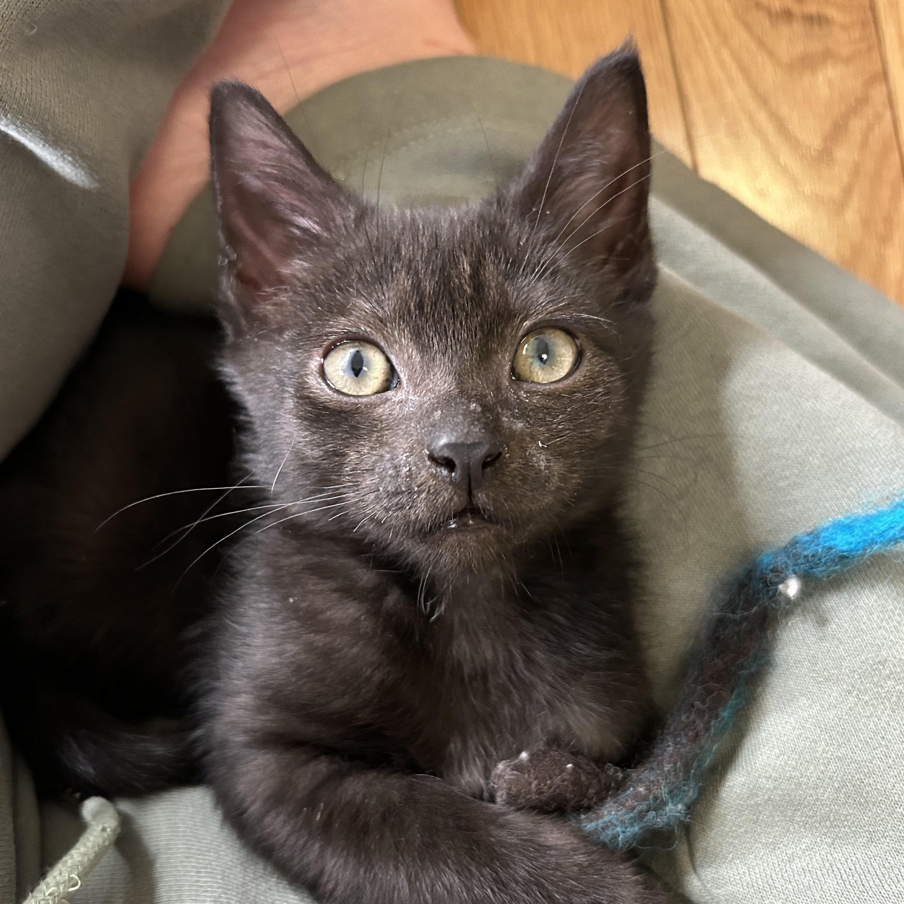 Grimsvotn, a Adoptable Domestic Short Hair in Alexandria, VA image 2/6