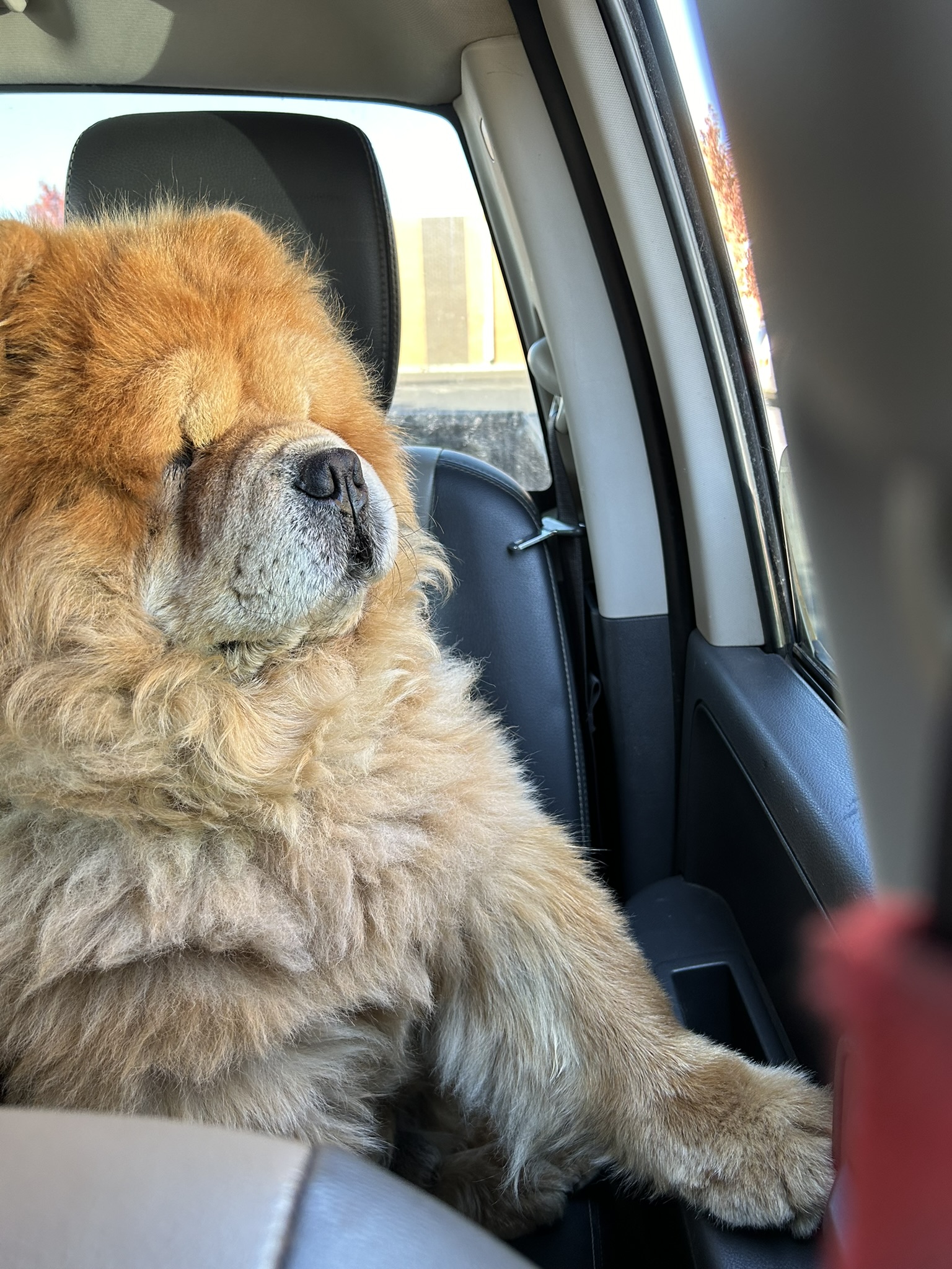 Chavey, a Adoptable Chow Chow in Redmond, WA image 3/4