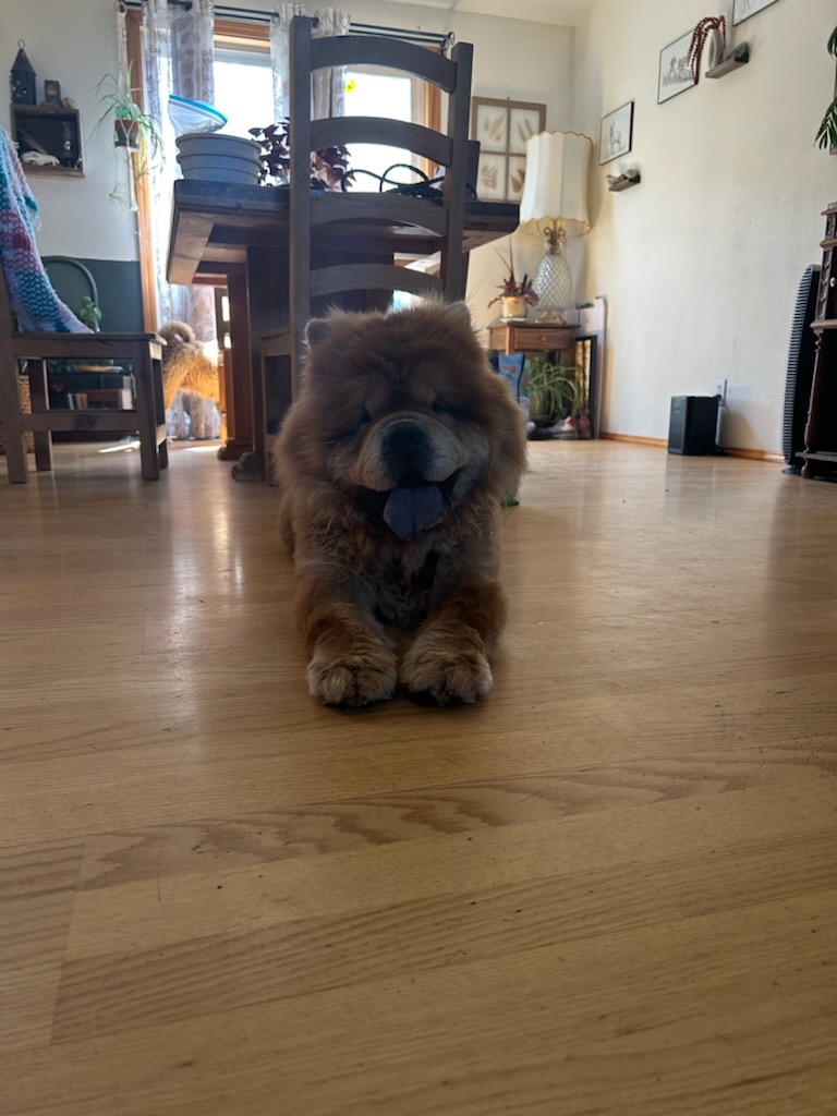 Chavey, a Adoptable Chow Chow in Redmond, WA image 4/4
