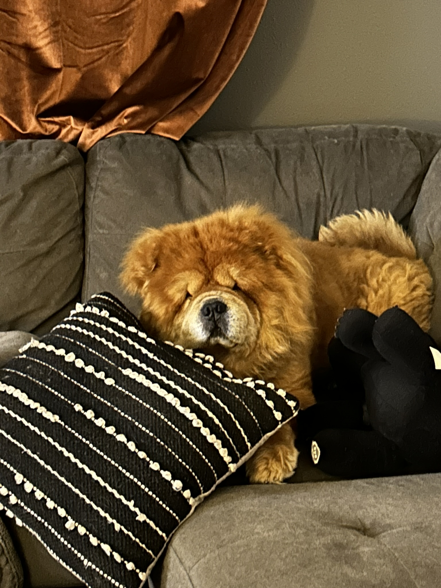 Chavey, a Adoptable Chow Chow in Redmond, WA image 2/4