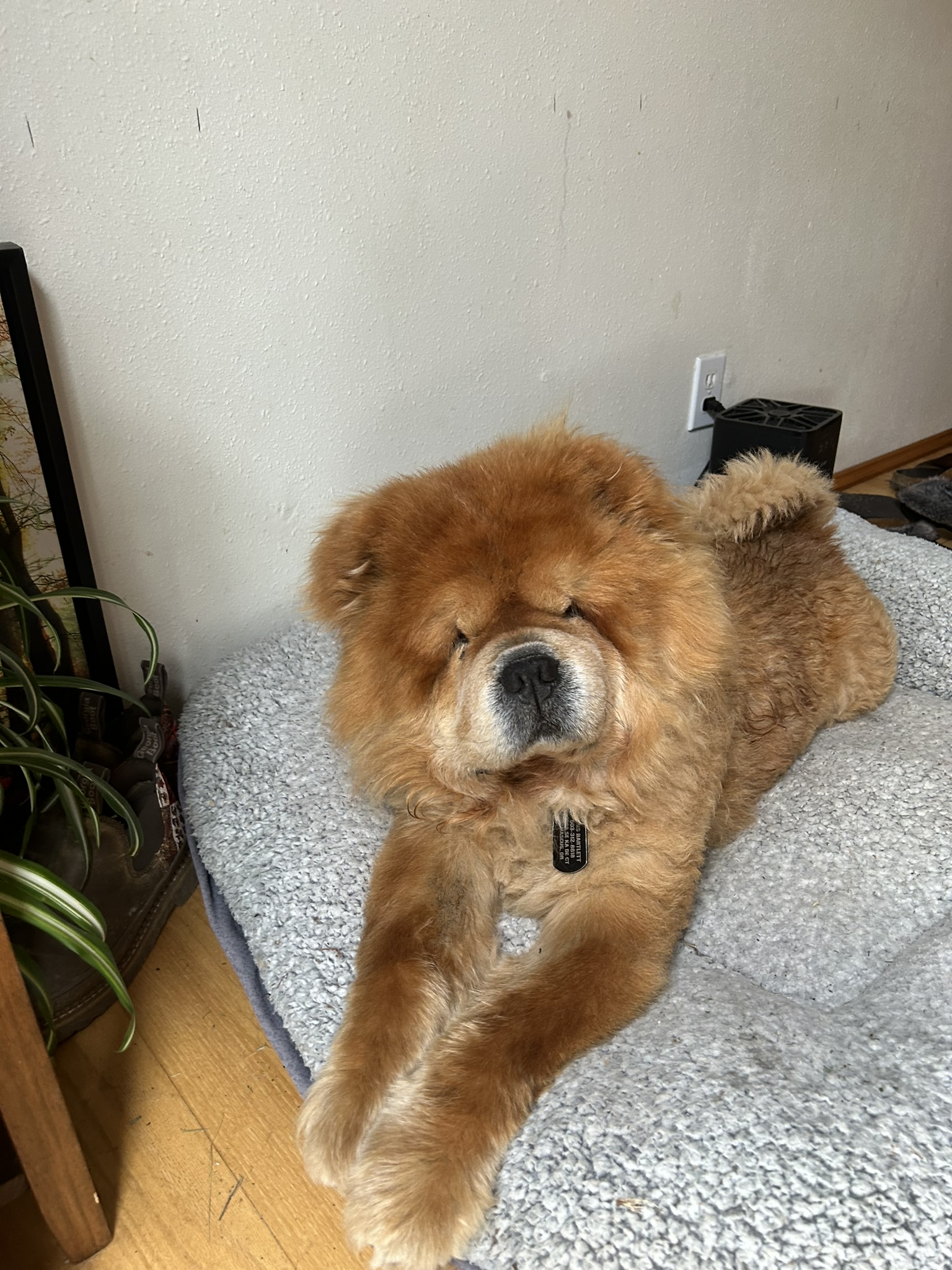 Chavey, a Adoptable Chow Chow in Redmond, WA image 1/4