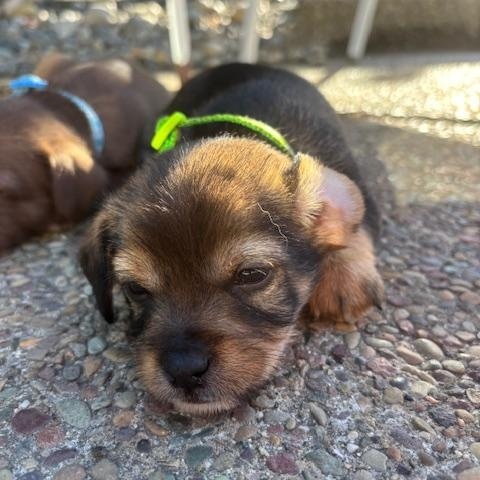 Enlarge Benjamin (Spelling "B" litter), a Adoptable mixed breed in Redwood City, CA image 6/6