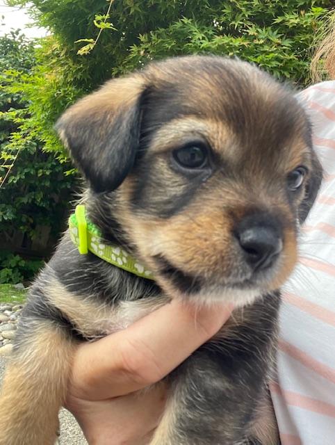 Enlarge Benjamin (Spelling "B" litter), a Adoptable mixed breed in Redwood City, CA image 1/6