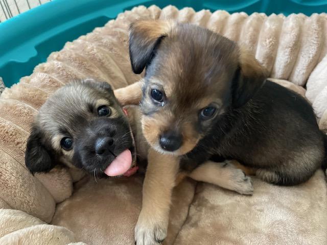 Enlarge Benjamin (Spelling "B" litter), a Adoptable mixed breed in Redwood City, CA image 4/6