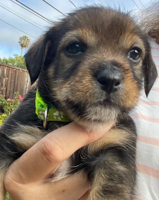 Enlarge Benjamin (Spelling "B" litter), a Adoptable mixed breed in Redwood City, CA image 3/6