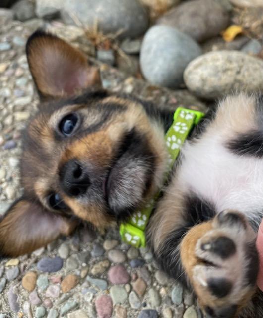 Enlarge Benjamin (Spelling "B" litter), a Adoptable mixed breed in Redwood City, CA image 2/6