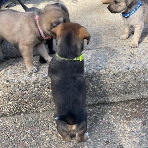 Enlarge Benjamin (Spelling "B" litter), a Adoptable mixed breed in Redwood City, CA image 5/6