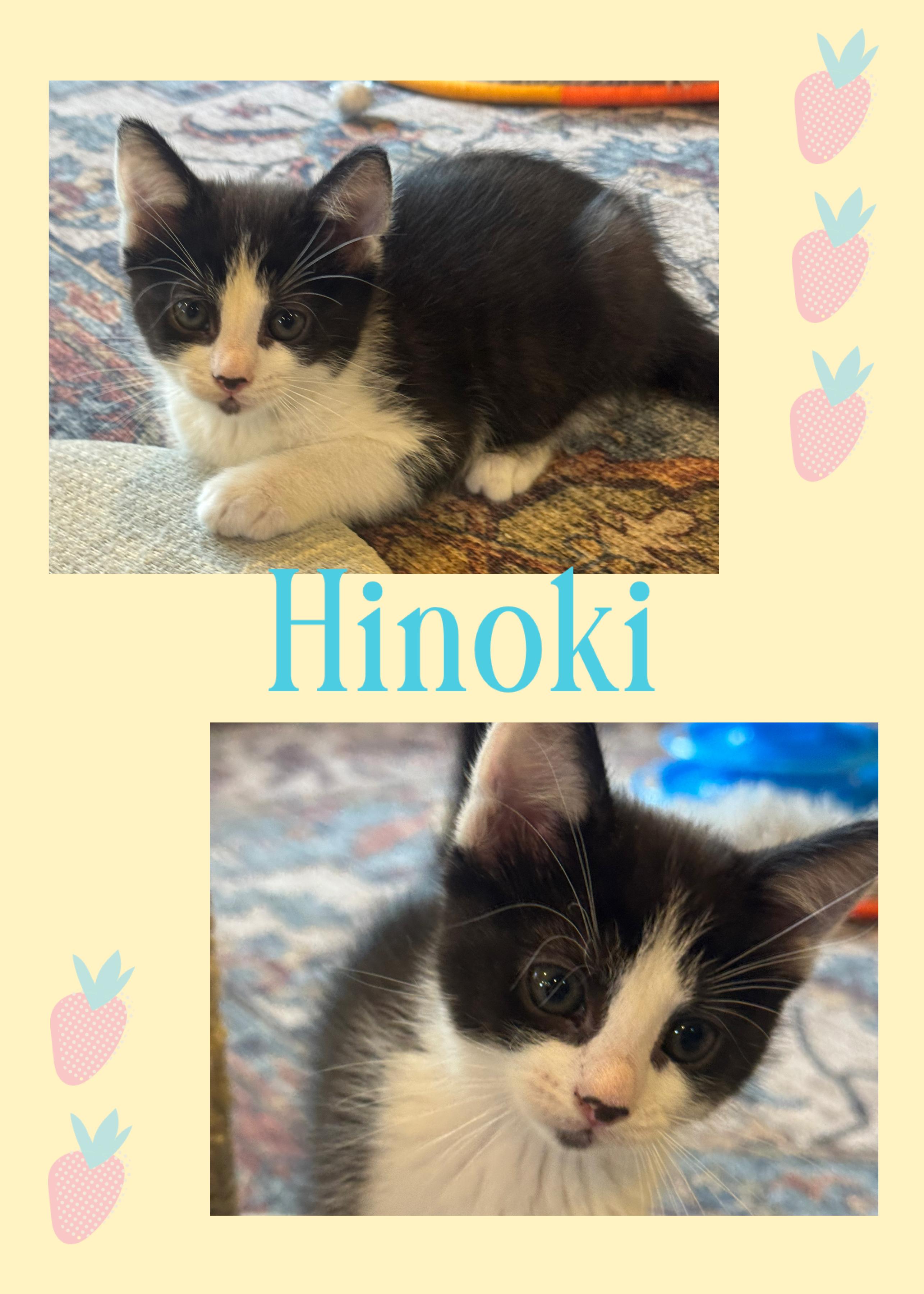 Enlarge Hinoki, a ADOPTABLE Domestic Short Hair in Pasco, WA image 5/5