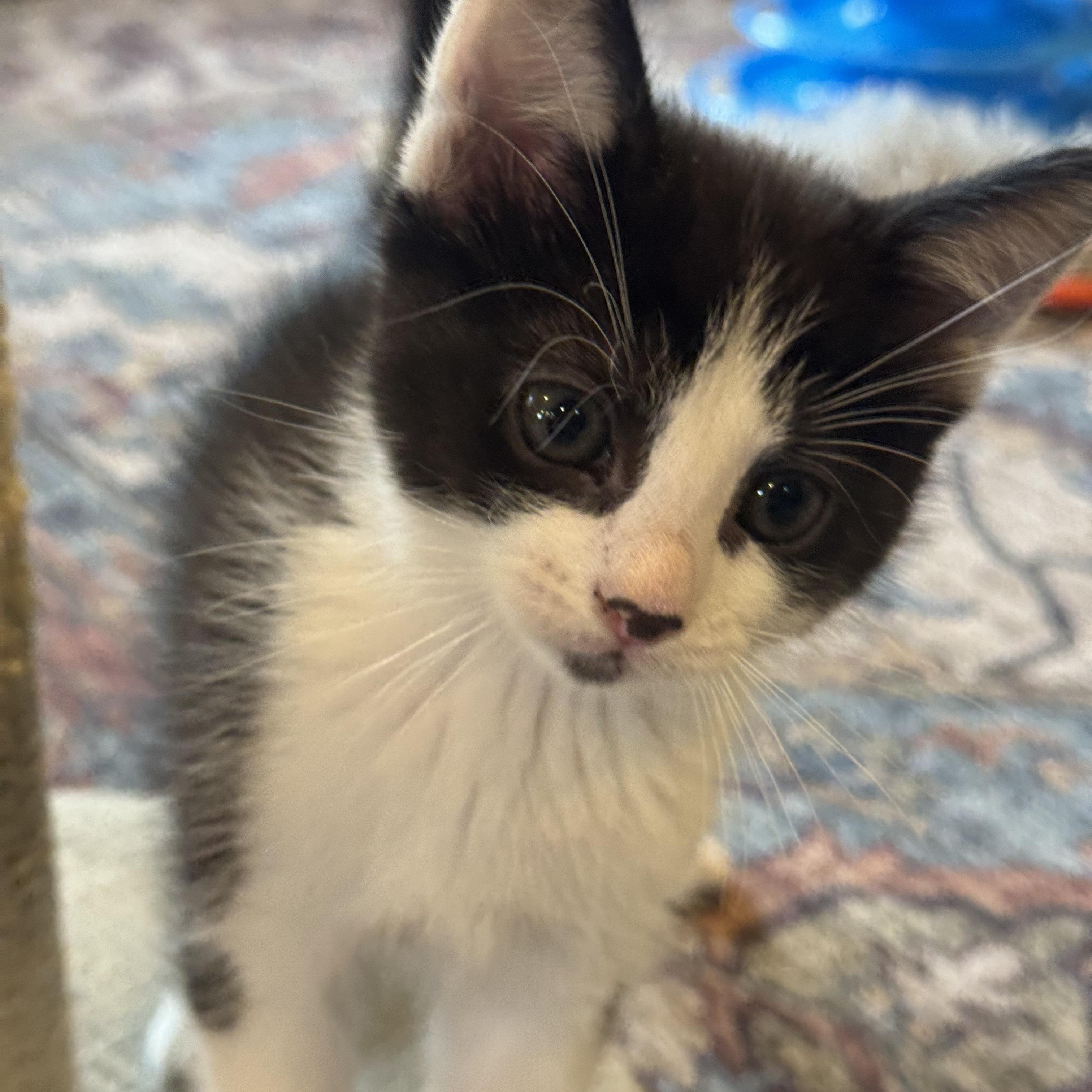 Hinoki, ADOPTABLE, Kitten Male Domestic Short Hair.