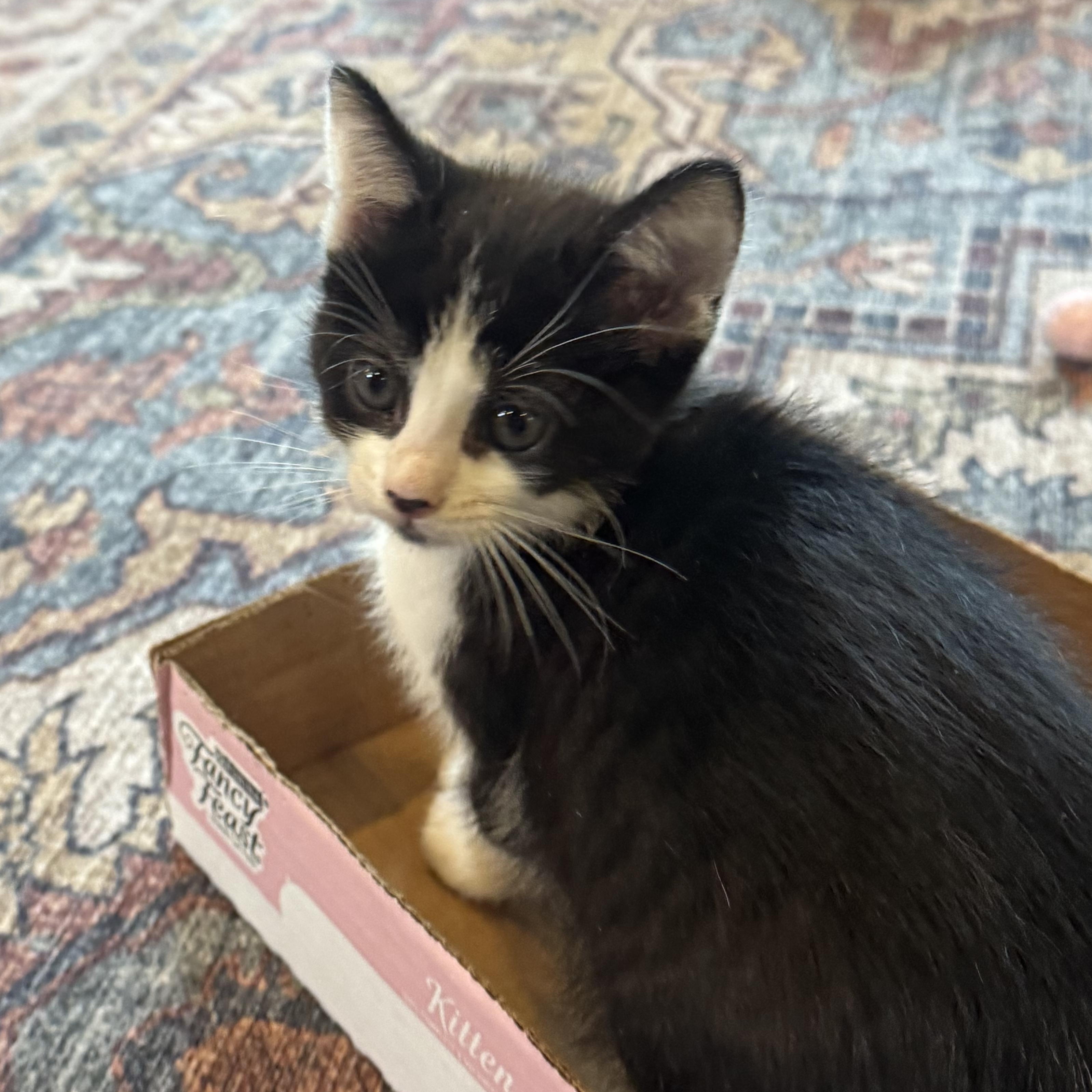 Enlarge Hinoki, a ADOPTABLE Domestic Short Hair in Pasco, WA image 4/5