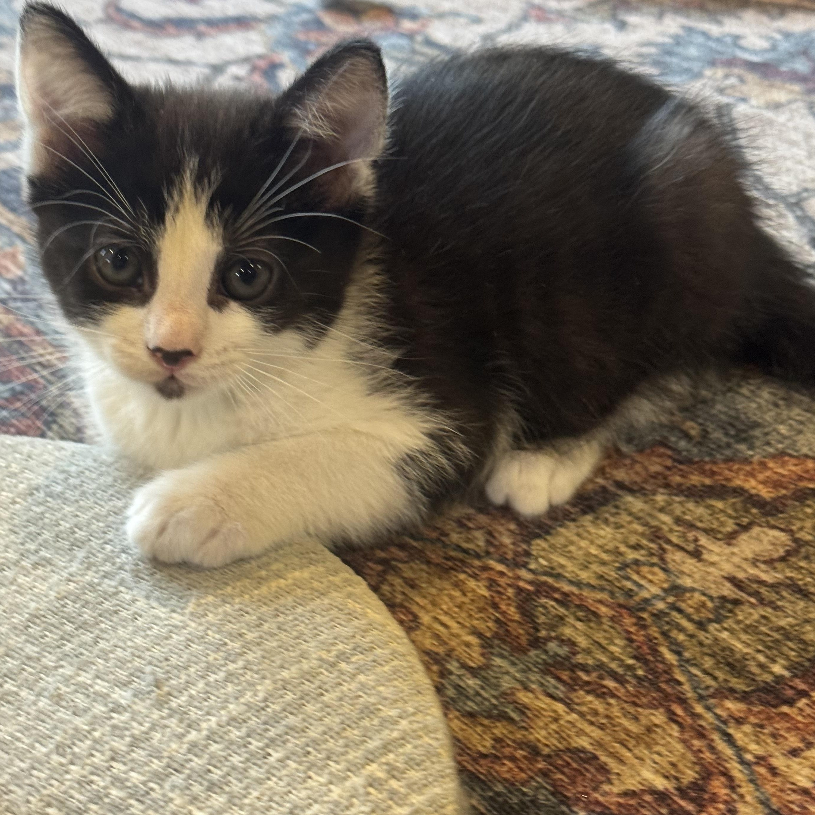 Enlarge Hinoki, a ADOPTABLE Domestic Short Hair in Pasco, WA image 2/5