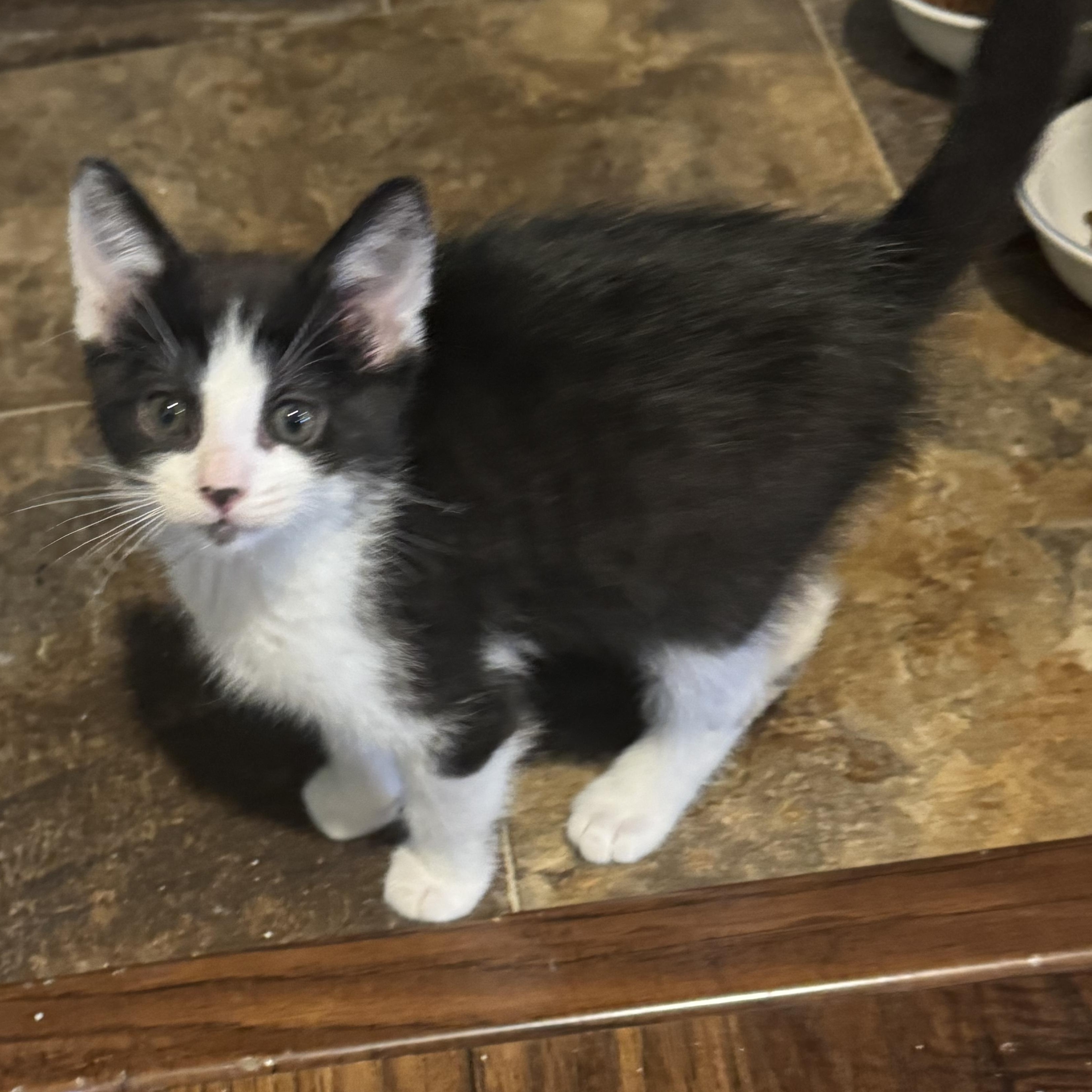 Enlarge Hinoki, a ADOPTABLE Domestic Short Hair in Pasco, WA image 3/5