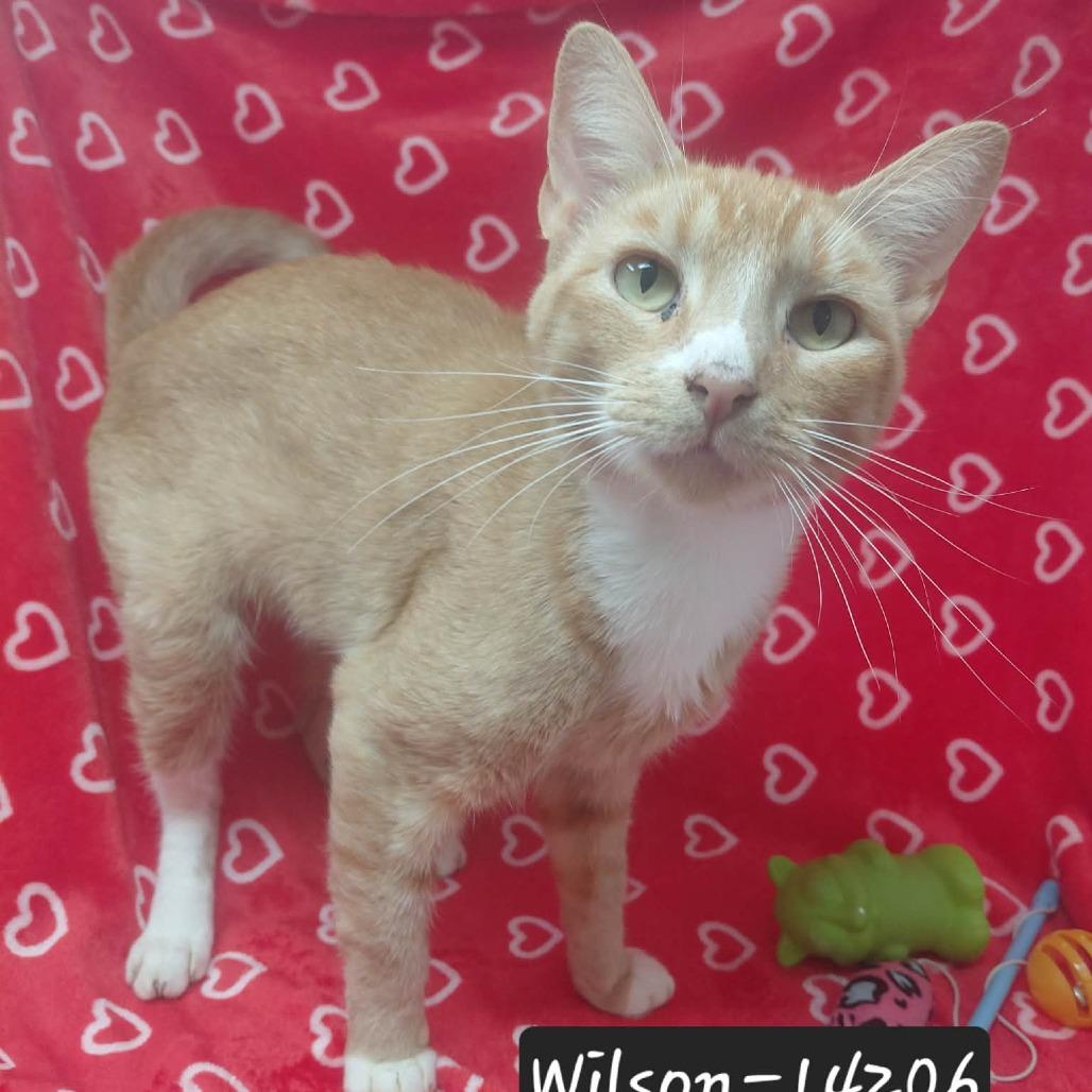 Wilson, Adoptable, Adult Male Domestic Short Hair.