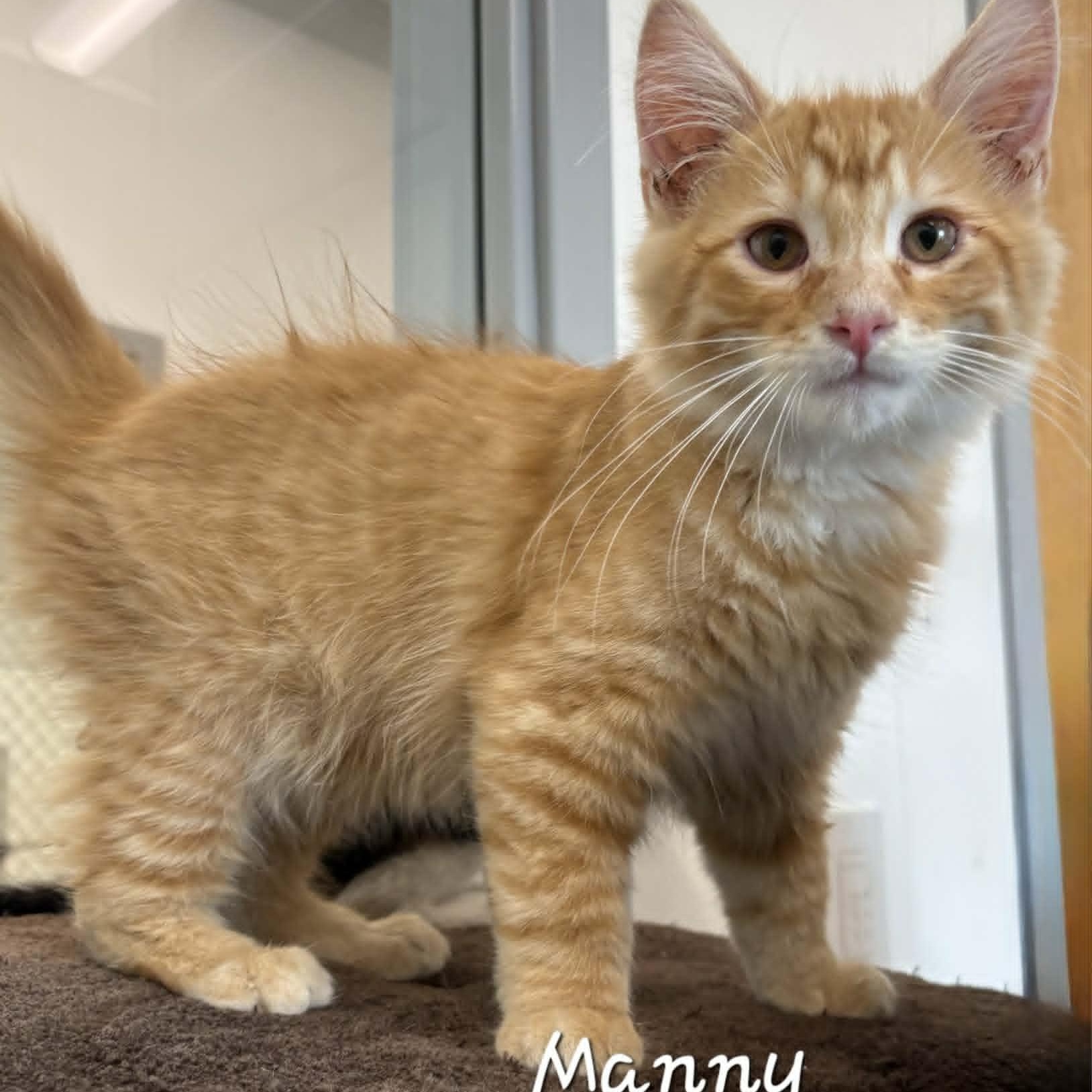 Enlarge Manny, an adopted Domestic Medium Hair in Rushville, IL image 2/2
