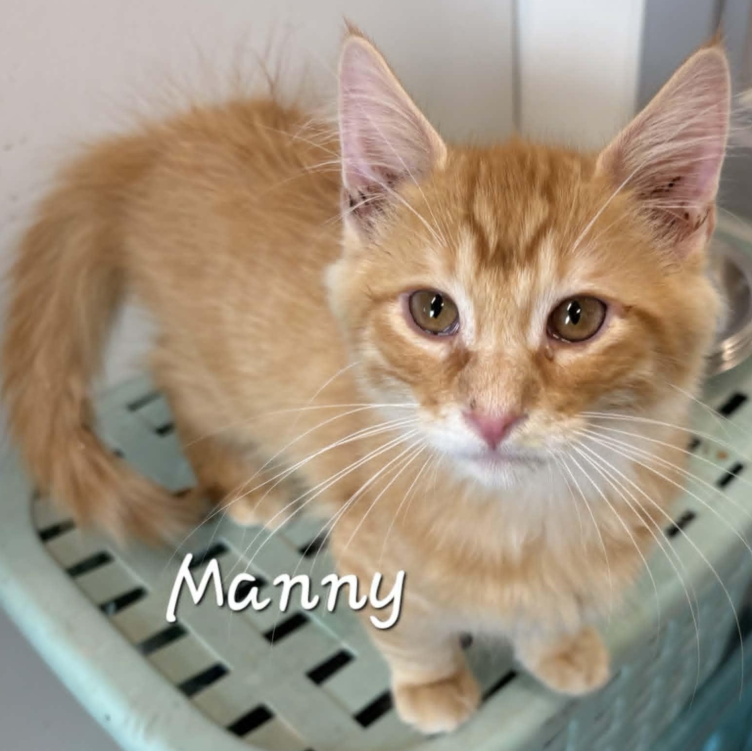 Enlarge Manny, an adopted Domestic Medium Hair in Rushville, IL image 1/2