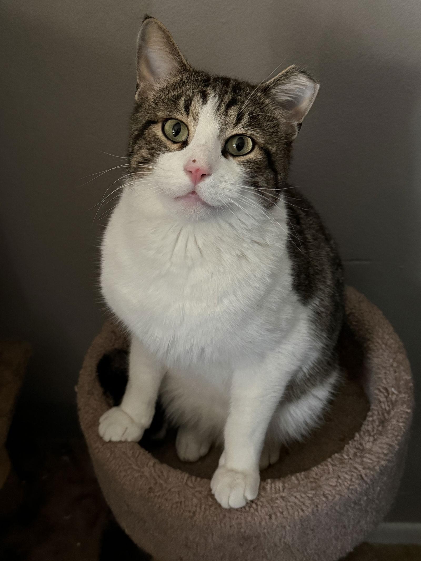 Enlarge Burrito, a Adoptable Tabby in Fenton, MO image 1/1