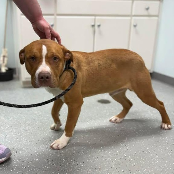 Enlarge Hidalgo, a ADOPTABLE mixed breed in Bardstown, KY image 3/6