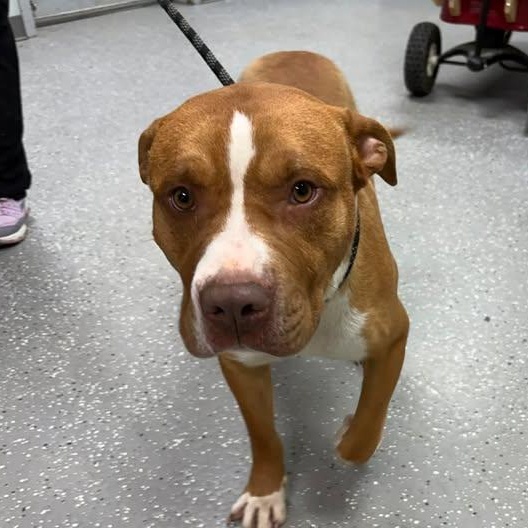 Enlarge Hidalgo, a ADOPTABLE mixed breed in Bardstown, KY image 5/6