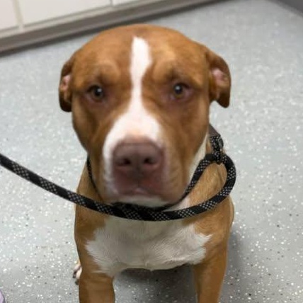 Enlarge Hidalgo, a ADOPTABLE mixed breed in Bardstown, KY image 2/6