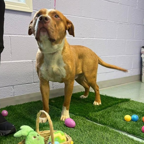 Enlarge Hidalgo, a ADOPTABLE mixed breed in Bardstown, KY image 6/6