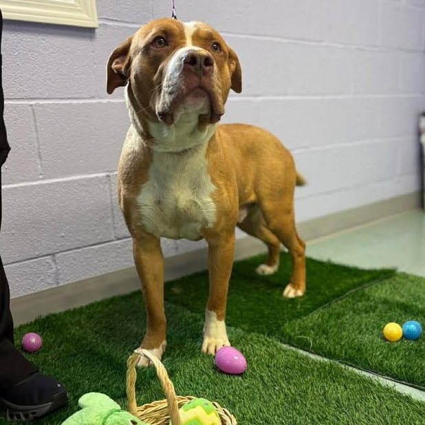 Enlarge Hidalgo, a ADOPTABLE mixed breed in Bardstown, KY image 1/6