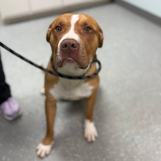 Enlarge Hidalgo, a ADOPTABLE mixed breed in Bardstown, KY image 4/6