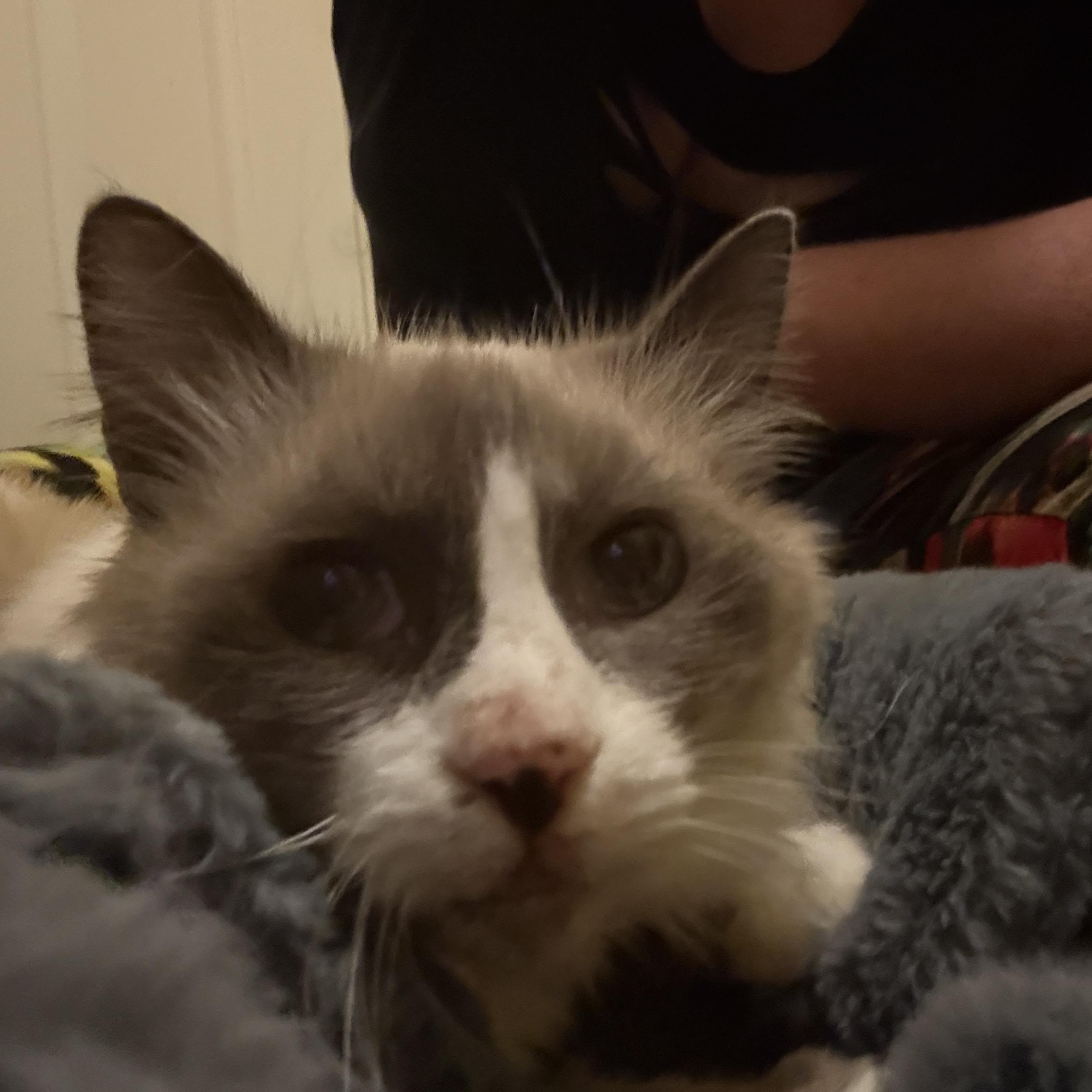 Plumita, ADOPTABLE, Senior Female Siamese & Snowshoe.