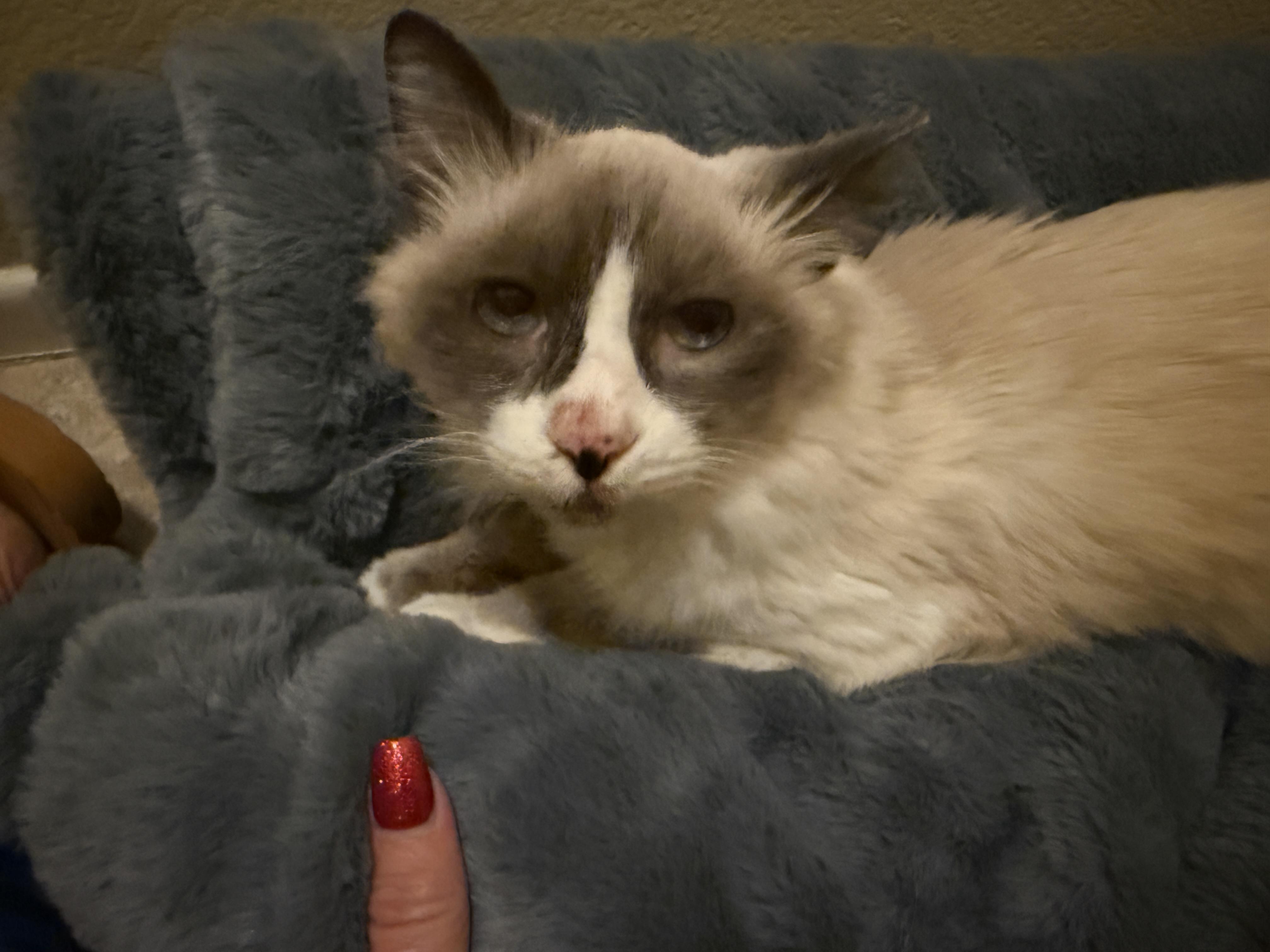 Enlarge Plumita, a ADOPTABLE mixed breed in Oceanside, CA image 2/5