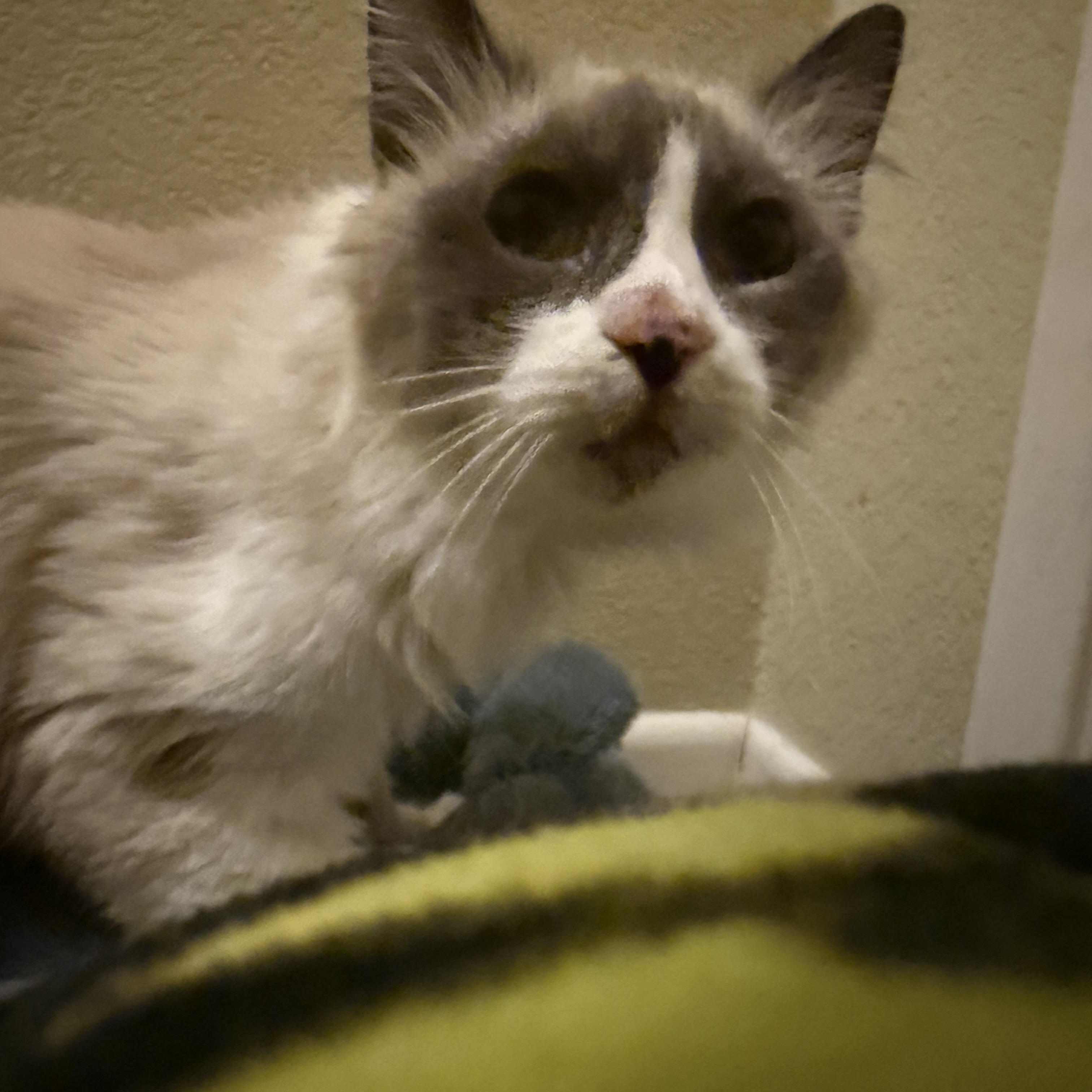 Enlarge Plumita, a ADOPTABLE mixed breed in Oceanside, CA image 4/5