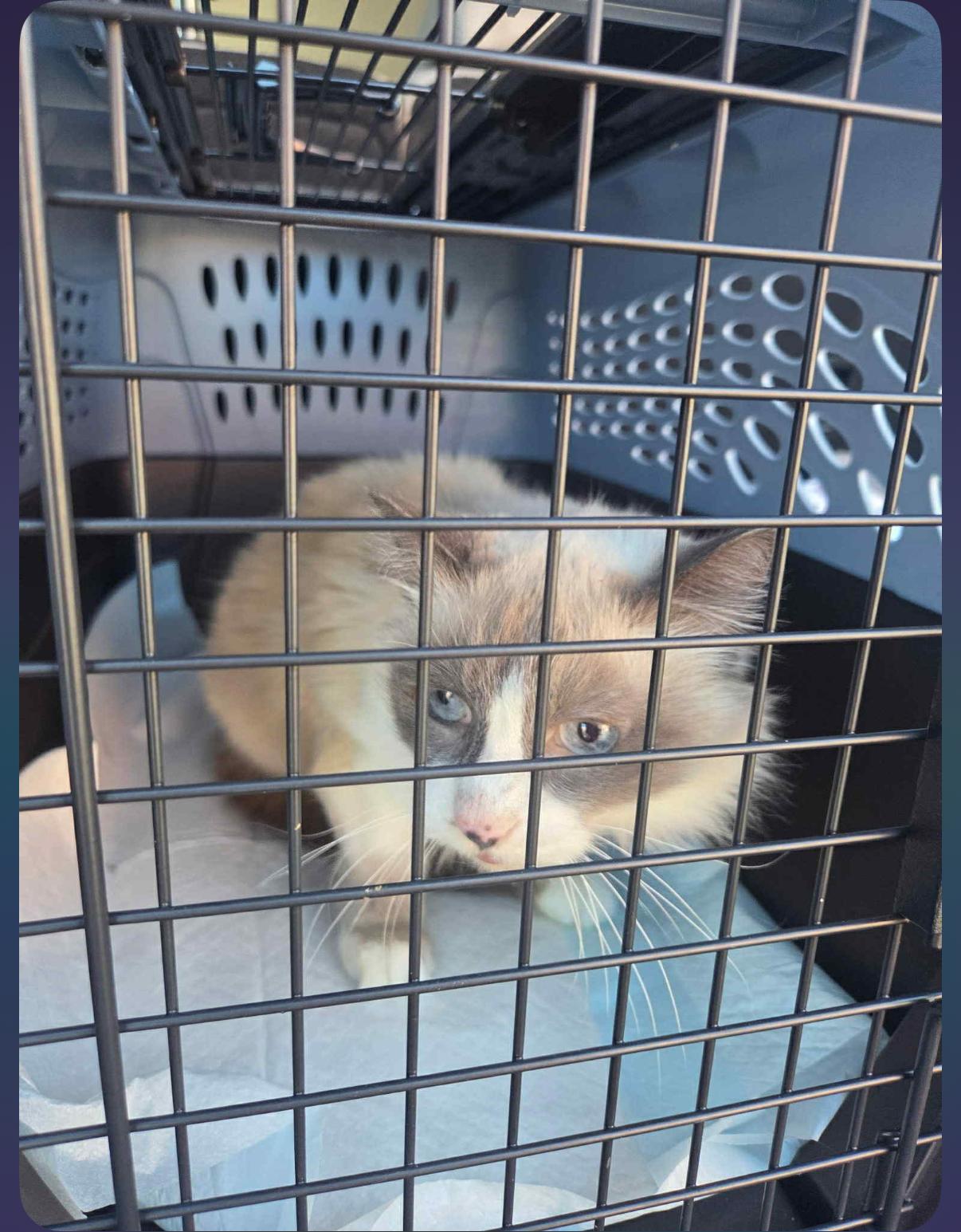 Enlarge Plumita, a ADOPTABLE mixed breed in Oceanside, CA image 5/5