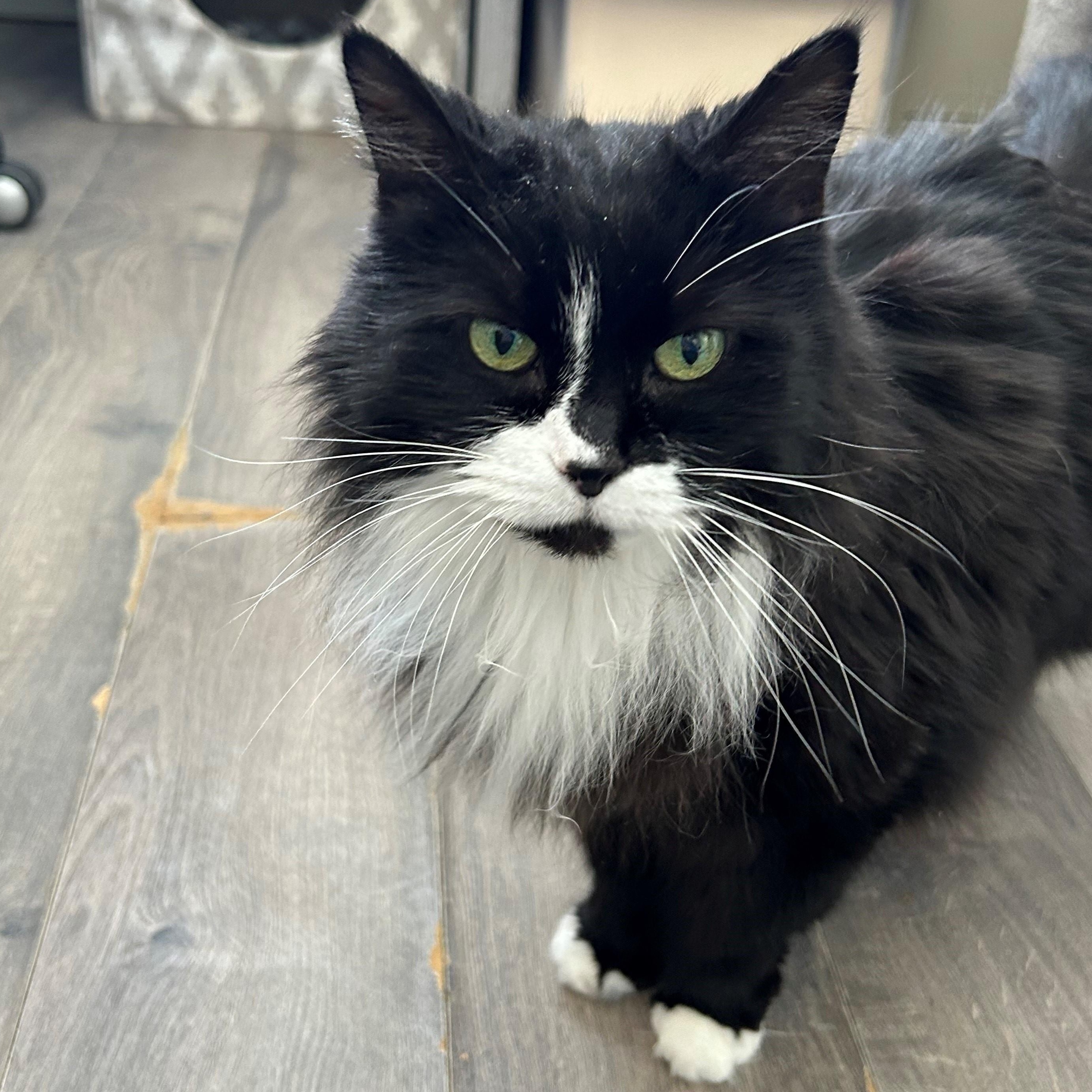 Enlarge Betty Boo, a Adoptable Domestic Long Hair in Mount Rainier, MD image 1/3