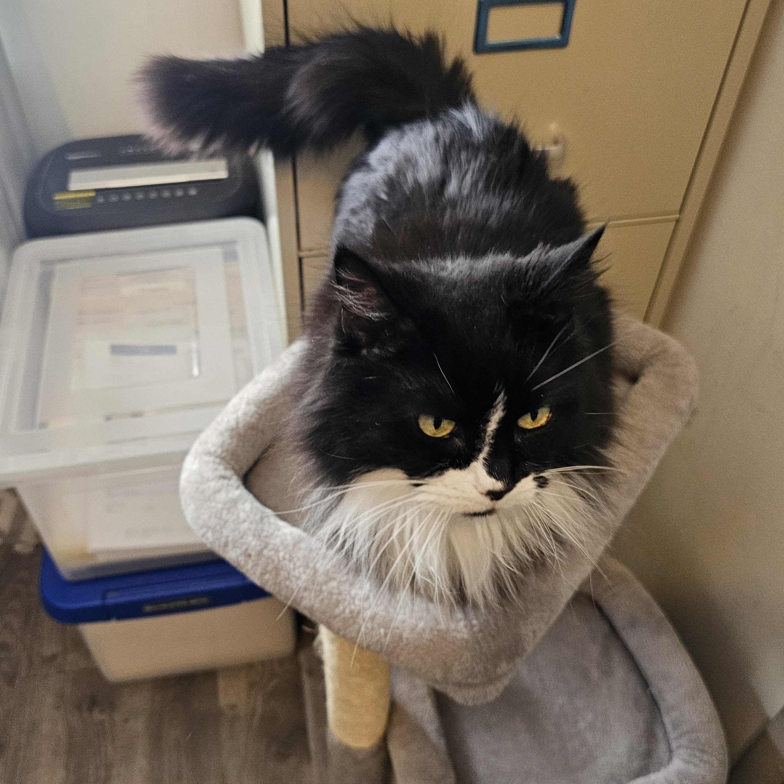 Enlarge Betty Boo, a Adoptable Domestic Long Hair in Mount Rainier, MD image 3/3
