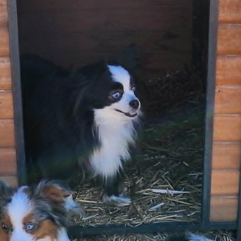 Enlarge Zoe Girl, a Adoptable Australian Shepherd in Ada, MN image 1/5