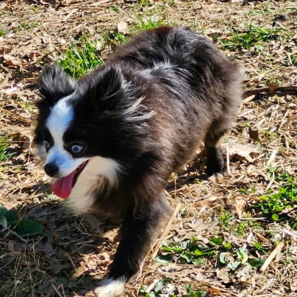 Enlarge Zoe Girl, a Adoptable Australian Shepherd in Ada, MN image 2/5