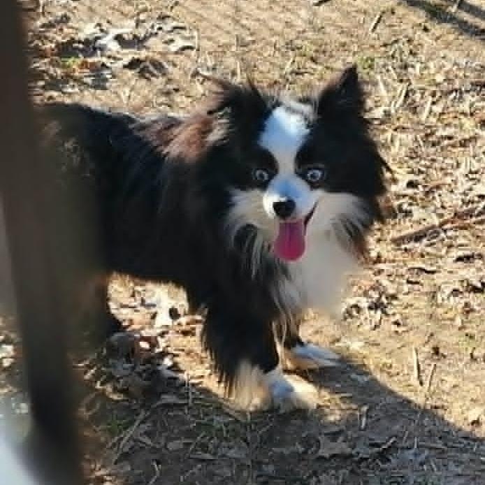 Enlarge Zoe Girl, a Adoptable Australian Shepherd in Ada, MN image 3/5