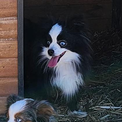 Enlarge Zoe Girl, a Adoptable Australian Shepherd in Ada, MN image 4/5
