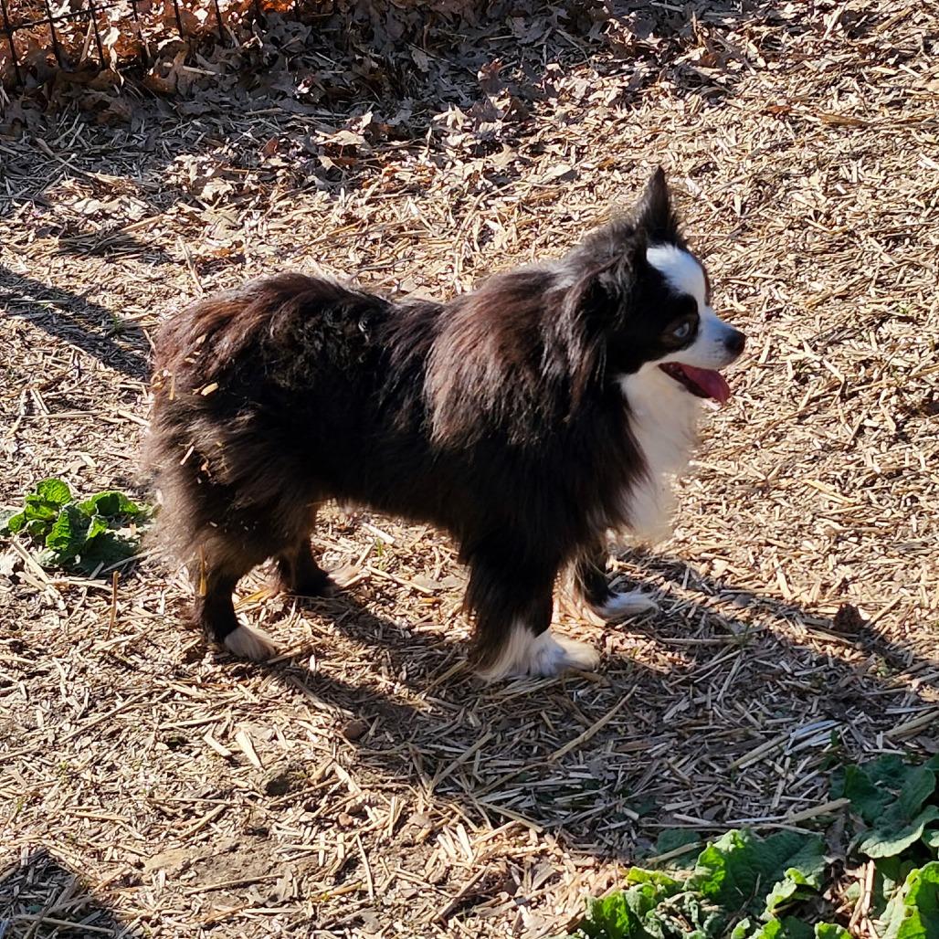 Enlarge Zoe Girl, a Adoptable Australian Shepherd in Ada, MN image 5/5