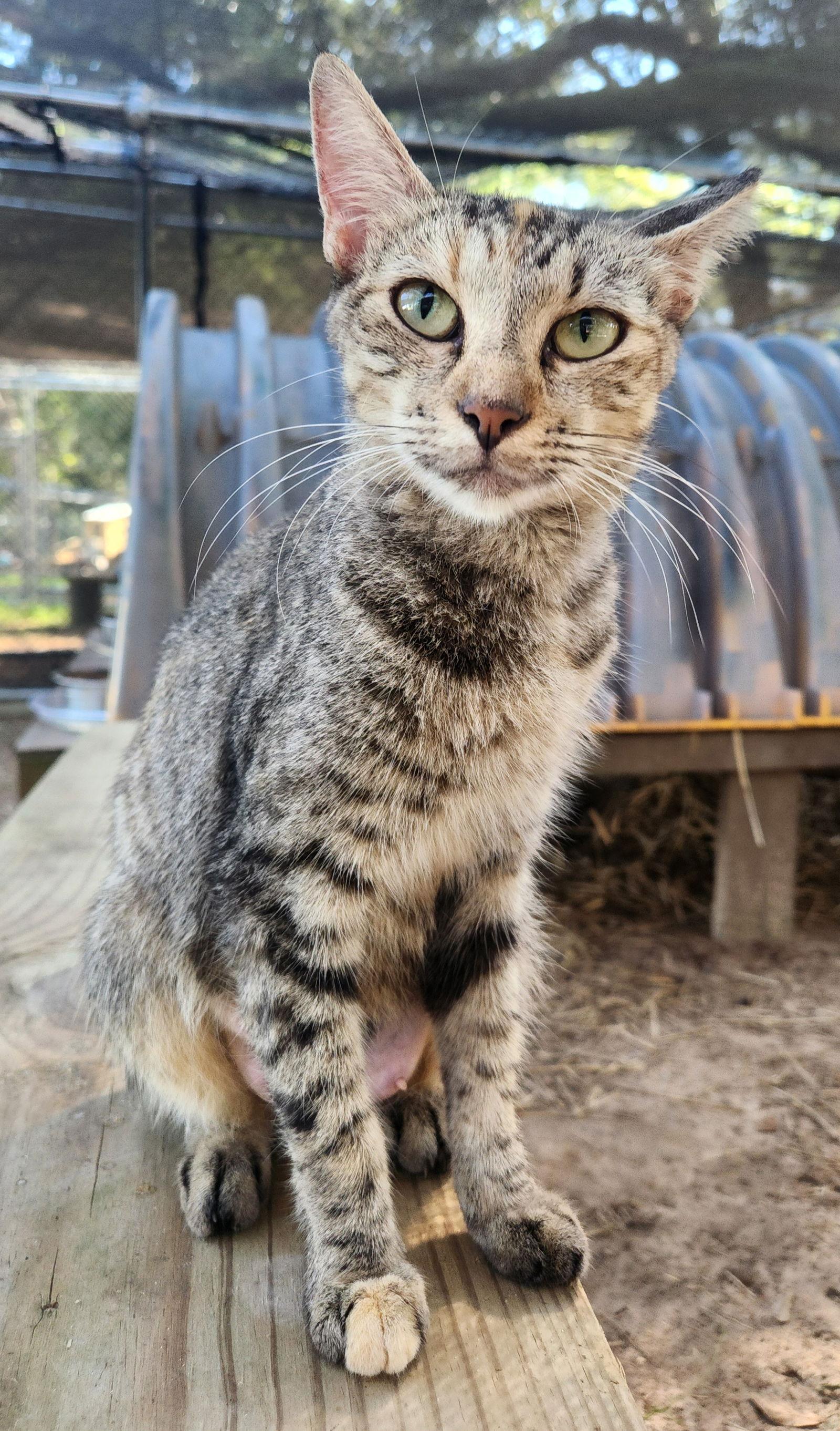 Dot, Adoptable, Adult Female Calico & Domestic Short Hair.
