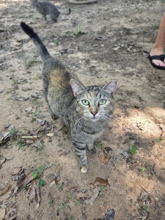 Enlarge Dot, a Adoptable mixed breed in Magnolia Springs, AL image 2/2