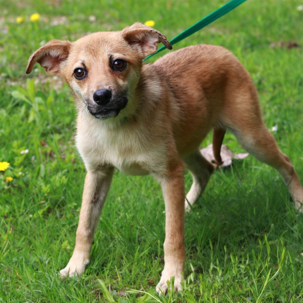 Enlarge CT Scooby, a Adoptable mixed breed in Stormville, NY image 1/6