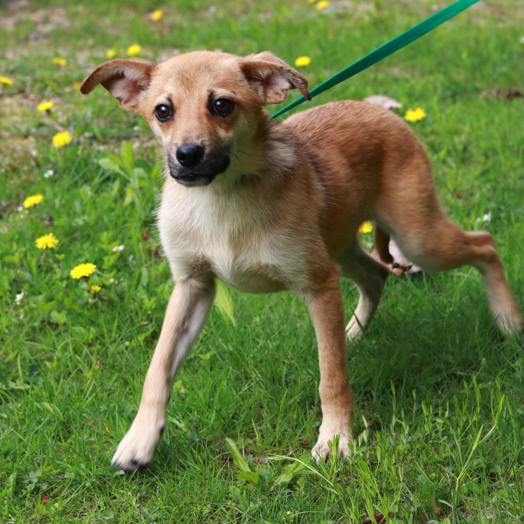 Enlarge CT Scooby, a Adoptable mixed breed in Stormville, NY image 5/6