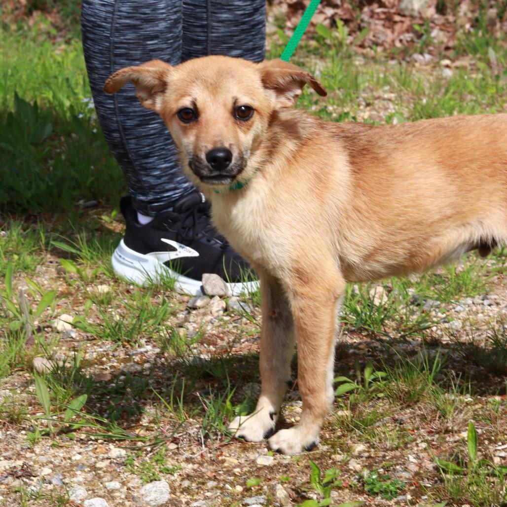Enlarge CT Scooby, a Adoptable mixed breed in Stormville, NY image 6/6
